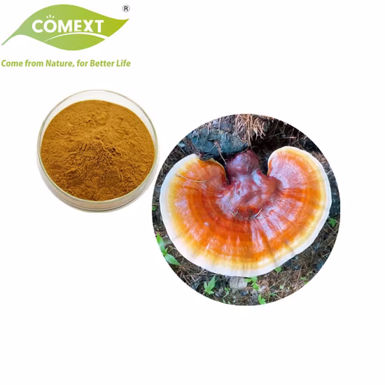 Extracto de hierbas de plantas orgánicas, polvo de hongo Ganoderma Lucidum, extracto de hongo Reishi, hongo Ganoderma
